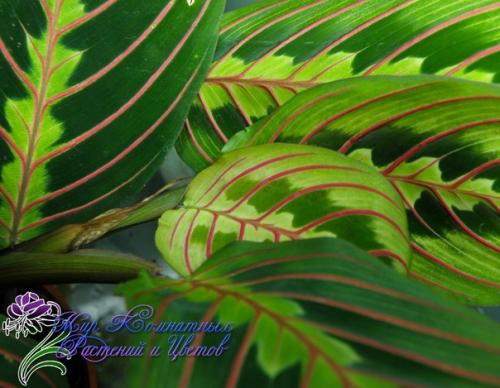 Маранта: условия содержания? 02