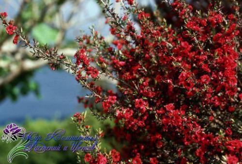 Манука - королева кадочных? 04 Манука - королева кадочных? 04