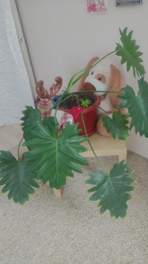 У вас мало света? 06