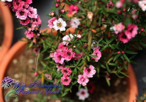 Манука - королева кадочных? 01 Манука - королева кадочных? 01