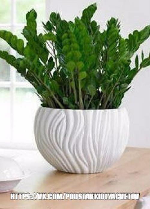 Замиокулькас - элегантный джентльмен. 05