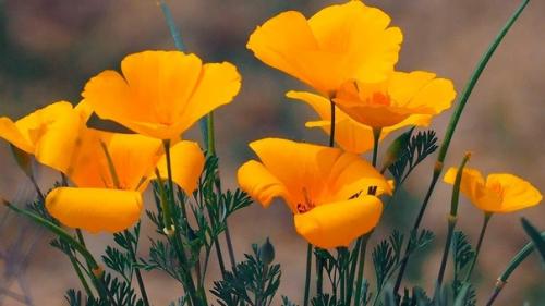 Беспроблемный сад: 7 лучших цветов - самосевок. 01