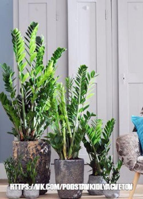 Замиокулькас - элегантный джентльмен. 03