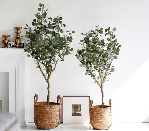 Модные растения в интерьере: эвкалиптовый бессмертник. 02