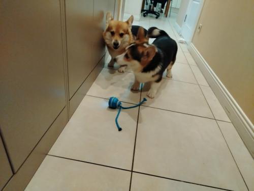 Игрушка.  Когда в доме два собаки, они неизбежно делят между собой территорию, игрушки и внимание хозяев. 01