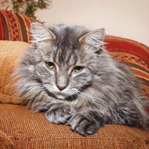 Главный кошачий секрет. 02