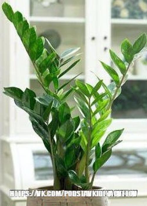 Замиокулькас - элегантный джентльмен. 02