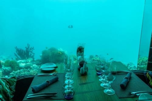 Уникальный ресторан Under в Норвегии, который обязательно стоит посетить. 03