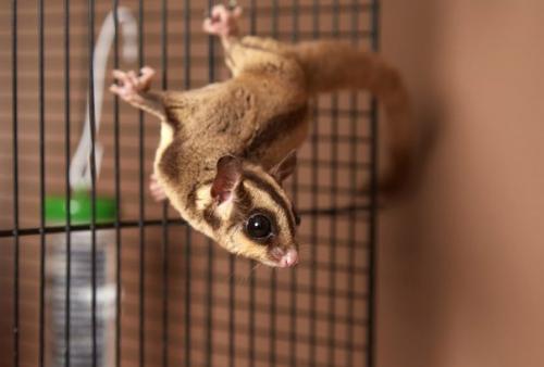 Первый австралийский хостел с живыми поссумами открылся у площади восстания. 01