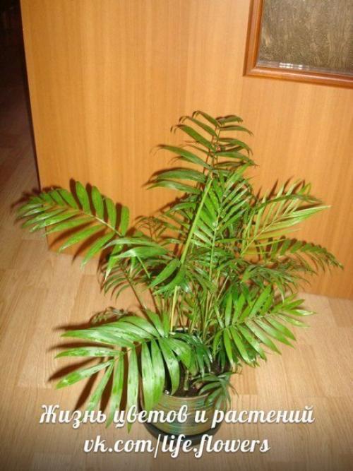 Хамедорея - бамбуковая или горная пальма. 07