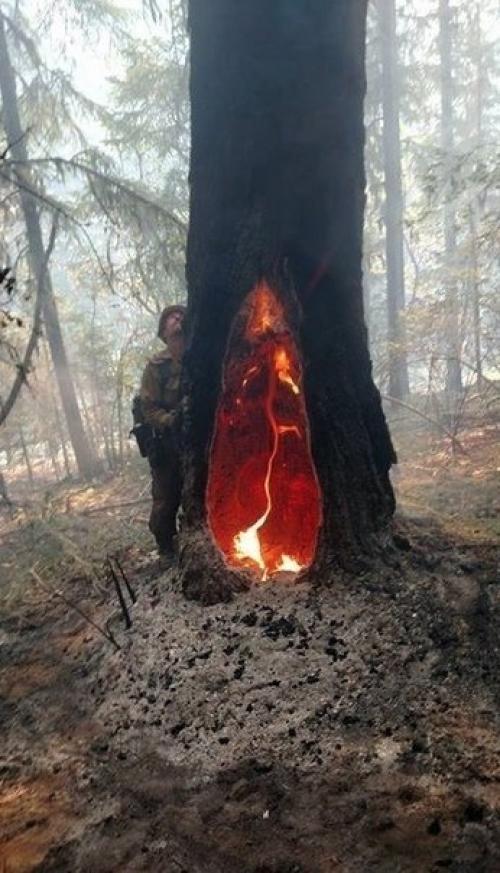 Деревья внутри после удара молнии горят. 05