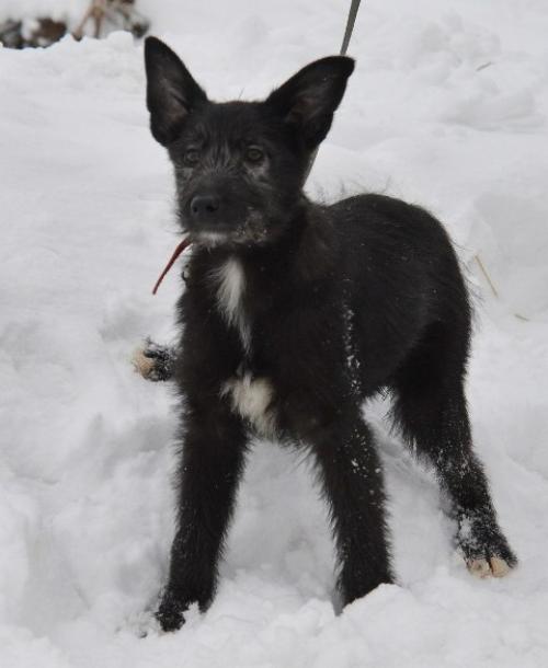 Вы решили взять собаку. 01