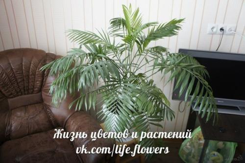 Хамедорея - бамбуковая или горная пальма. 08