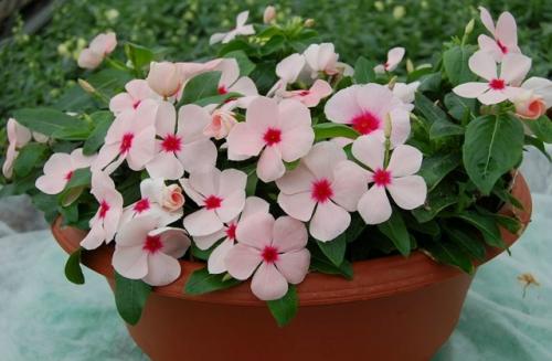 Страна советов.
Цветоводам на заметку.
