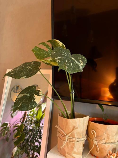 Скандинавы безумно любят природу. 04