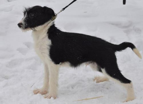 Вы решили взять собаку. 04