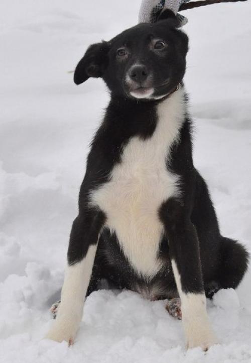 Вы решили взять собаку. 05