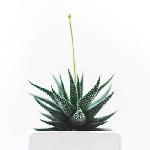 Домашние растения украшают интерьер и очищают воздух в квартирах.