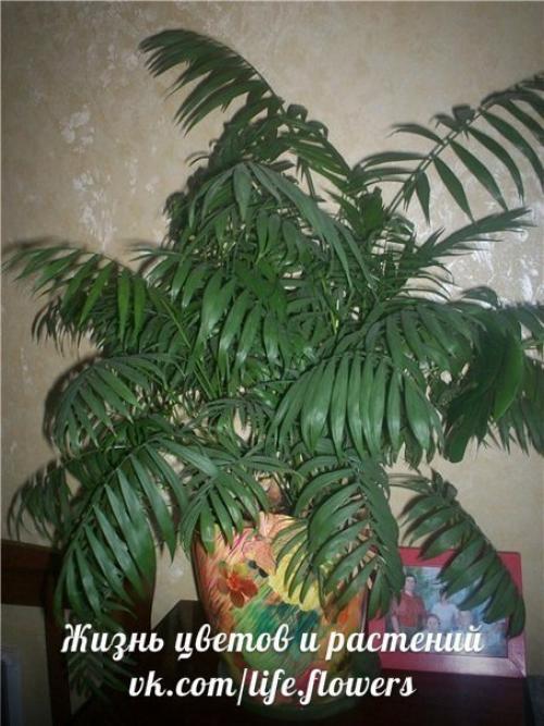 Хамедорея - бамбуковая или горная пальма. 05