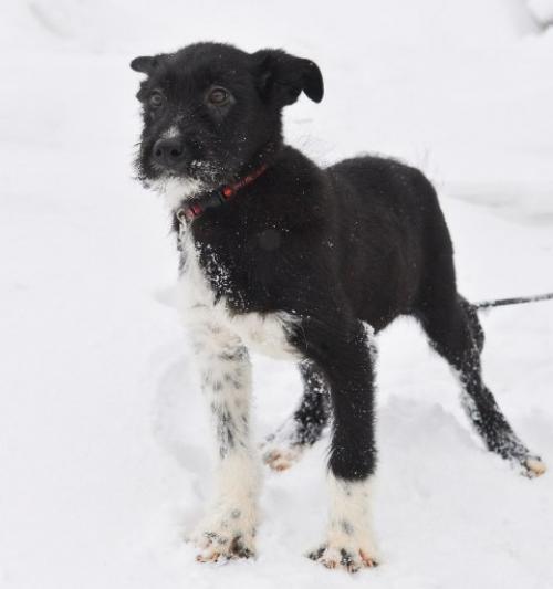 Вы решили взять собаку. 07