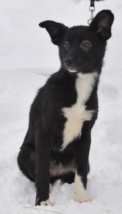 Вы решили взять собаку. 03