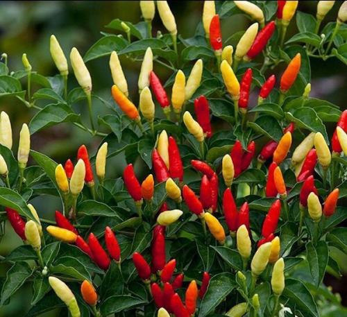 Мы выбираем цветы для кухни. 03