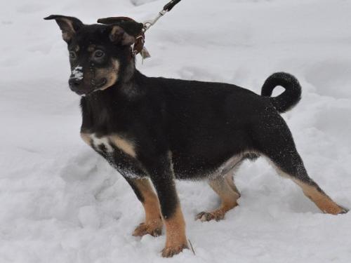 Вы решили взять собаку. 02