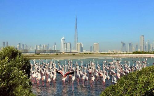 Что посетить в Дубае? 07