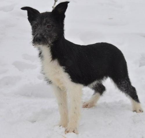 Вы решили взять собаку. 06