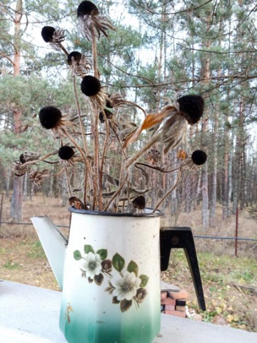 Воодушевленная вниманием к сдаваемой детьми квартире, хочу показать маленькие зарисовки с их дачи. 03