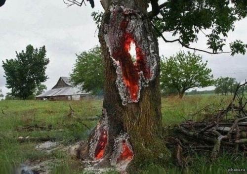 Деревья внутри после удара молнии горят. 04