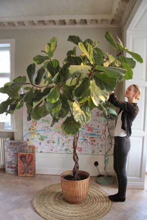 3e\u043B\u0435\u043D\u044Be Гигaнты в интeрьере. 02