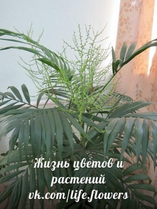 Хамедорея - бамбуковая или горная пальма. 03