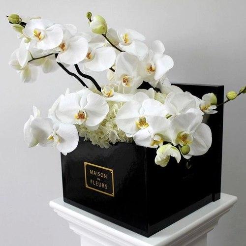 Топ - 5 самых популярных домашних растений? 01