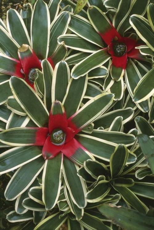 Яркая и пестрая неорегелия каролины. 01