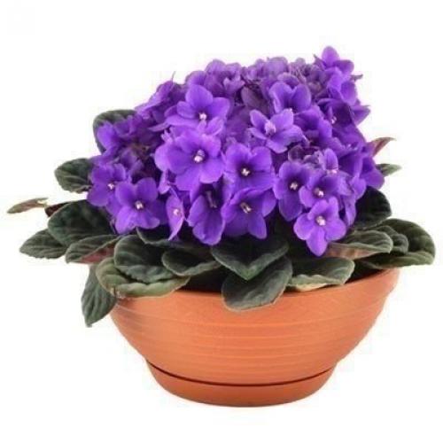 10 растений, которые принесут в ваш дом любовь? 

