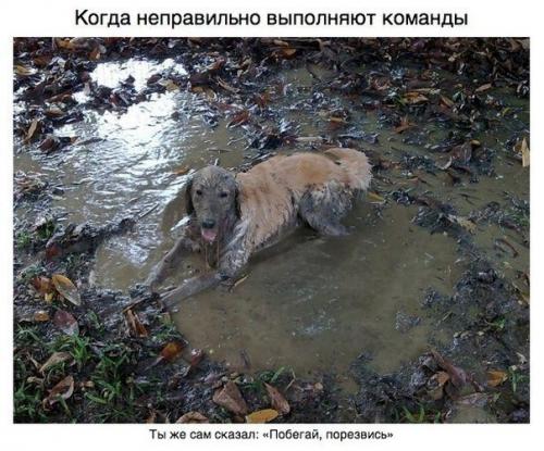 Пост для тех, у кого есть собака. 02