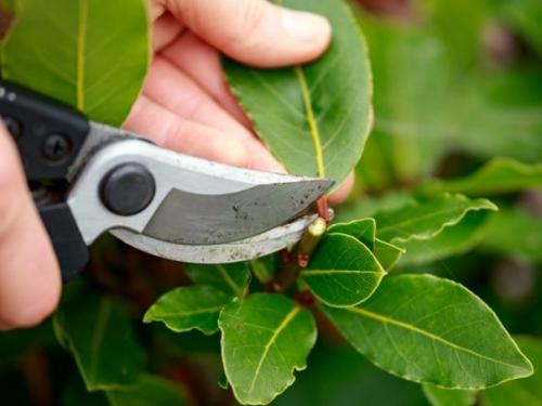 Комнатный лавр благородный - красивый, неприхотливый и полезный. 03