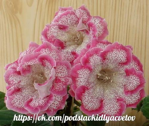 Глоксиния.  Правильный уход. 08