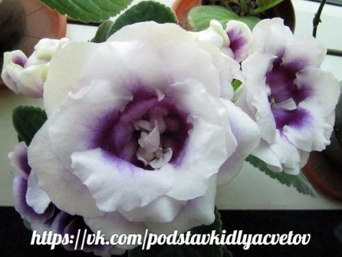 Глоксиния.  Правильный уход. 02