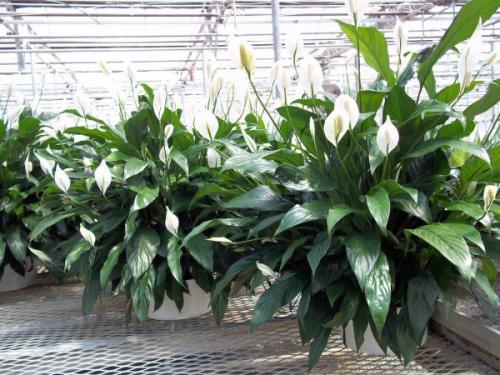 Комнатные цветы фото самых красивых с описанием ухода. 03