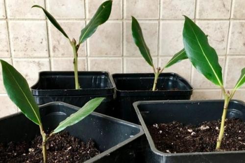 Комнатный лавр благородный - красивый, неприхотливый и полезный. 04