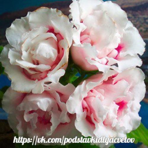 Глоксиния.  Правильный уход. 06