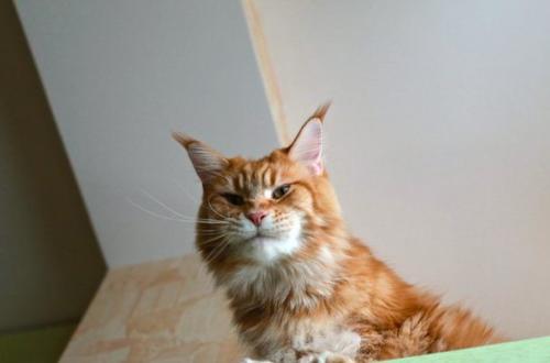 Акт первый. … я к вам за советом.