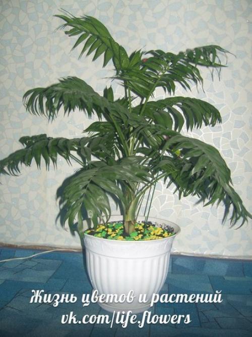 Хамедорея - бамбуковая, или горная пальма. 06