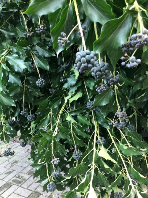 Мартовский молодец.
(Мысли вслух).

