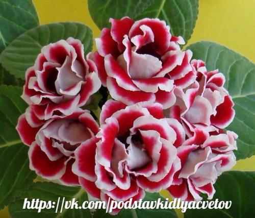 Глоксиния.  Правильный уход. 09