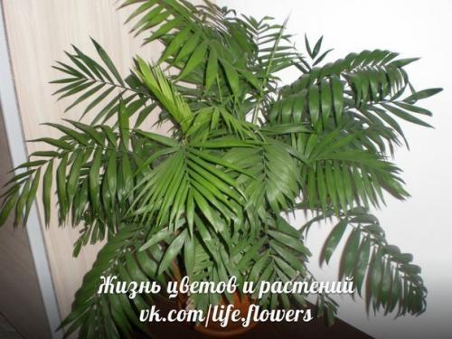 Хамедорея - бамбуковая, или горная пальма. 04