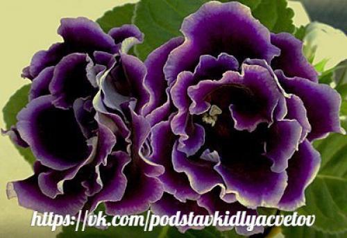 Глоксиния.  Правильный уход. 03