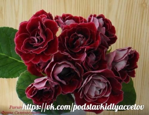 Глоксиния.  Правильный уход. 07